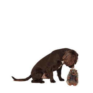 Barbour Hedgehog Dog Toy